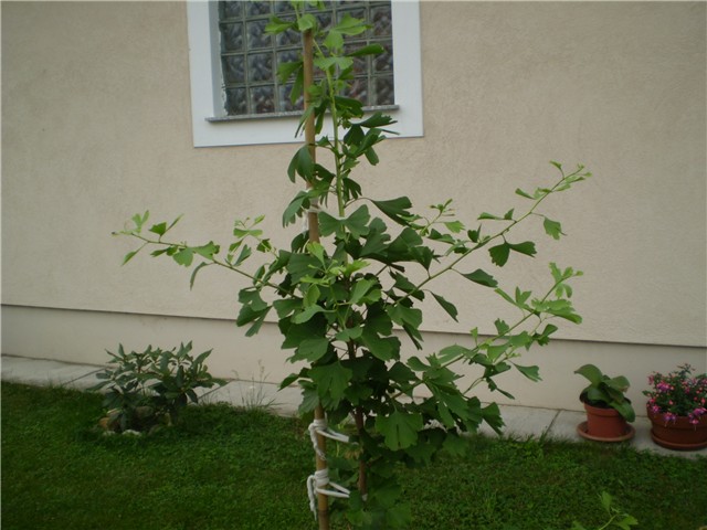 gingko biloba
